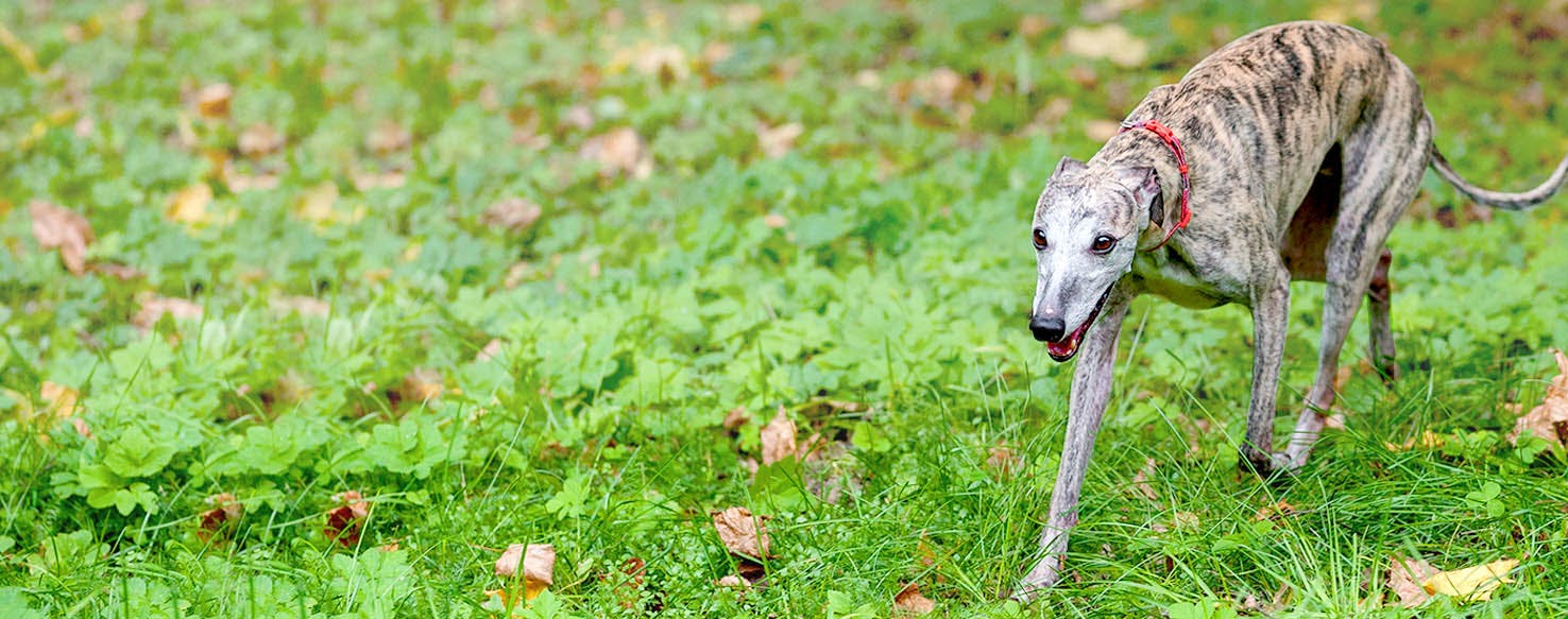 Dog Names Ending In Cy Popular Male And Female Names Wag 